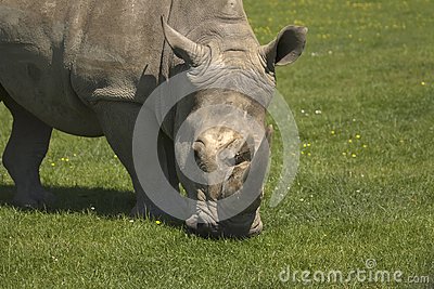 星空体育APP网站|原创 美食推荐:皮蛋拌黄瓜,爆炒猪肝黄瓜,番茄白玉菇的做法(图2) 星空体育APP