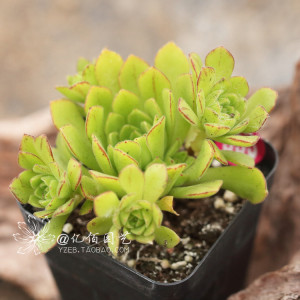 星空体育APP网站